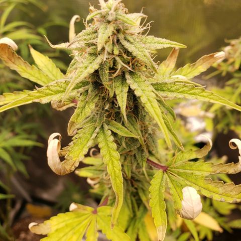 Geloctane  growlog photo: They're a lot frostier then the 1st super skunk 
