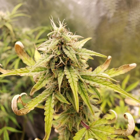 Geloctane  growlog photo: They're a lot frostier then the 1st super skunk 