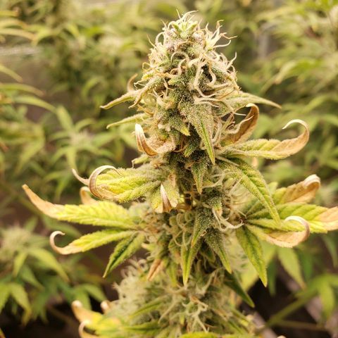 Geloctane  growlog photo: They're a lot frostier then the 1st super skunk 