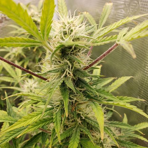 Geloctane  growlog photo: They're a lot frostier then the 1st super skunk 