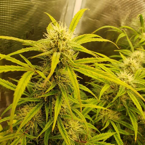 Geloctane  growlog photo: They're a lot frostier then the 1st super skunk 