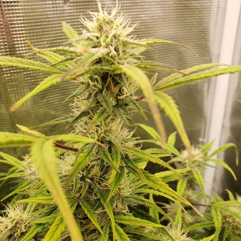 Geloctane  growlog photo: They're a lot frostier then the 1st super skunk 