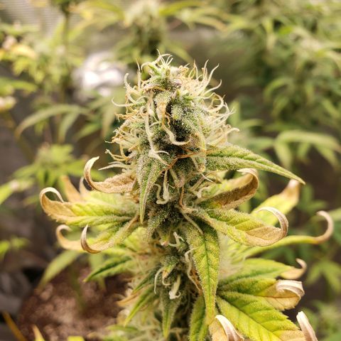 Geloctane  growlog photo: They're a lot frostier then the 1st super skunk 