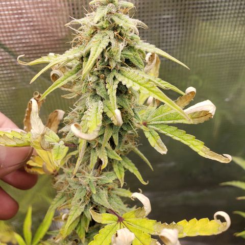 Geloctane  growlog photo: They're a lot frostier then the 1st super skunk 
