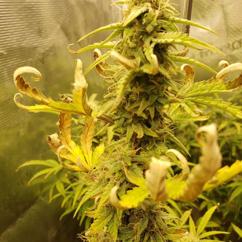 Geloctane  growlog photo: There looking frosty I just have to get the nutrients under control for the next one 