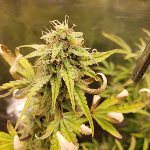 Geloctane  growlog photo: There looking frosty I just have to get the nutrients under control for the next one 