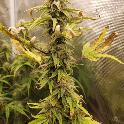 Geloctane  growlog photo: There looking frosty I just have to get the nutrients under control for the next one 