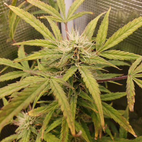 Geloctane  growlog photo: There looking frosty I just have to get the nutrients under control for the next one 