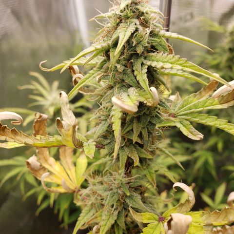 Geloctane  growlog photo: There looking frosty I just have to get the nutrients under control for the next one 