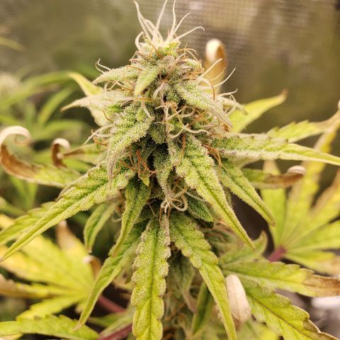 Geloctane  growlog photo: There looking frosty I just have to get the nutrients under control for the next one 