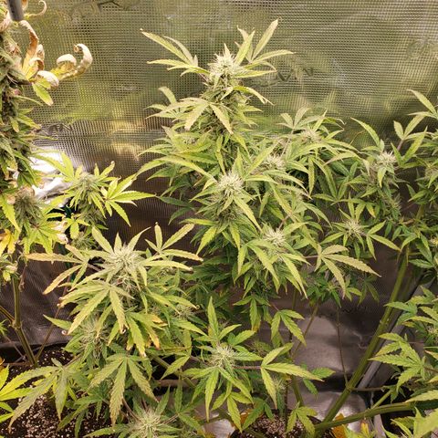 Geloctane  growlog photo: Morning 