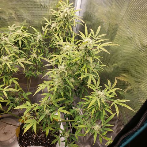 Geloctane  growlog photo: Morning 