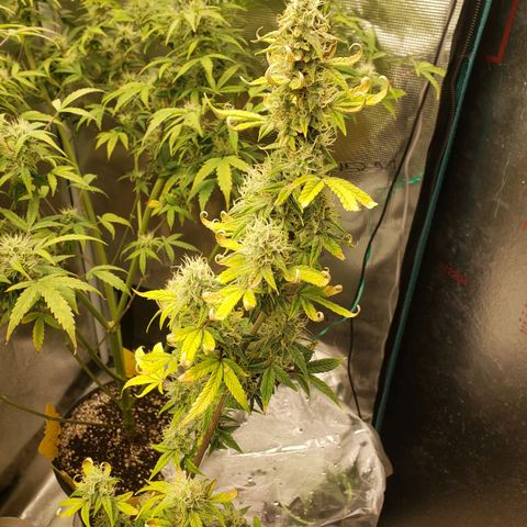 Geloctane  growlog photo: Morning 