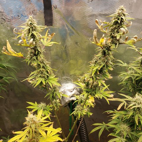 Geloctane  growlog photo: Morning 