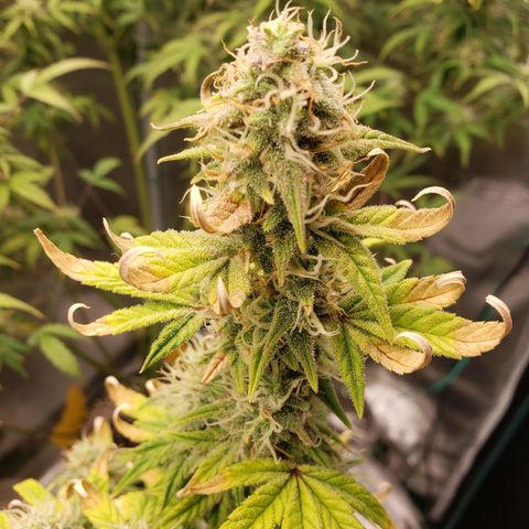 Geloctane  growlog photo: Morning 