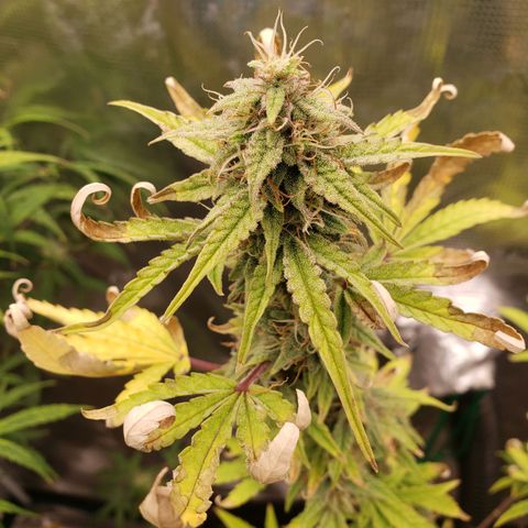 Geloctane  growlog photo: Morning 