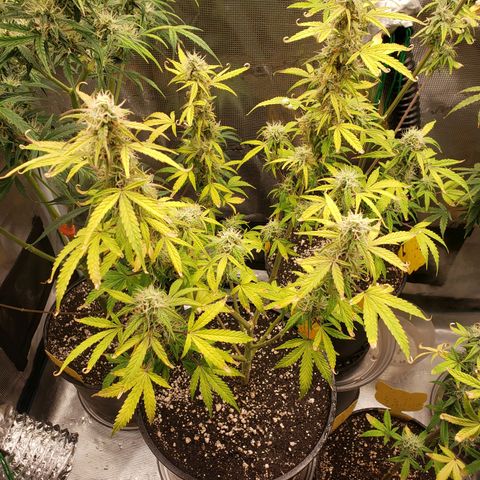 Geloctane  growlog photo: Morning 
