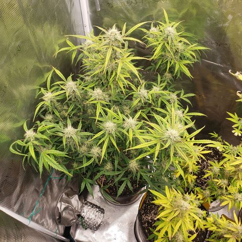 Geloctane  growlog photo: Morning 