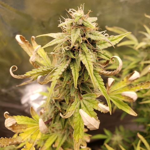 Geloctane  growlog photo: Morning 