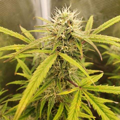 Geloctane  growlog photo: Morning 