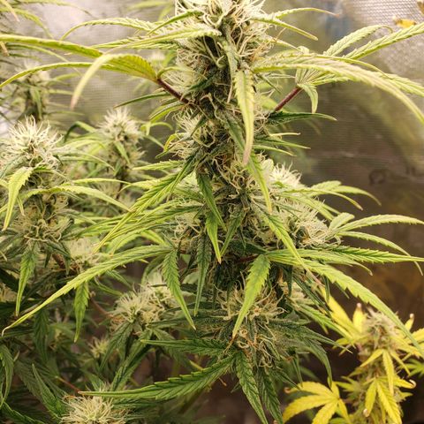Geloctane  growlog photo: Morning 