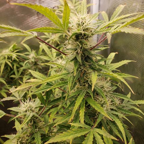 Geloctane  growlog photo: Morning 