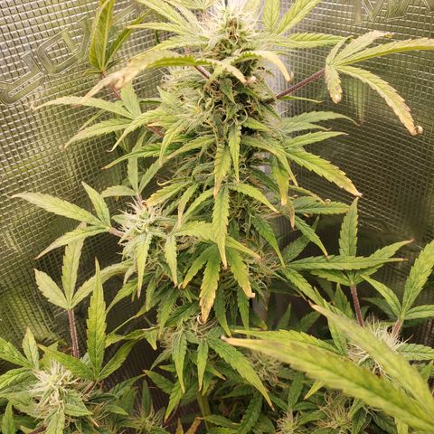 Geloctane  growlog photo: Morning 