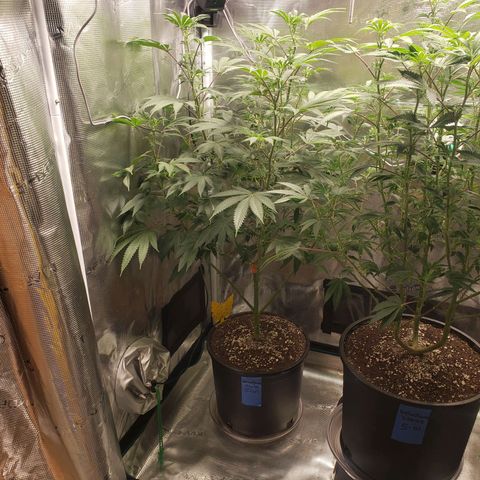 Geloctane  growlog photo: Morning 
