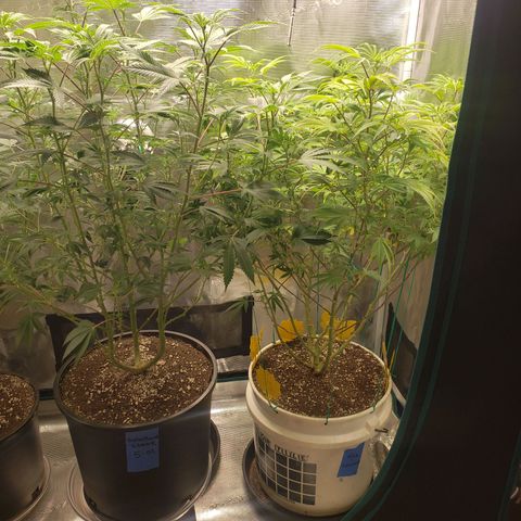 Geloctane  growlog photo: Morning 