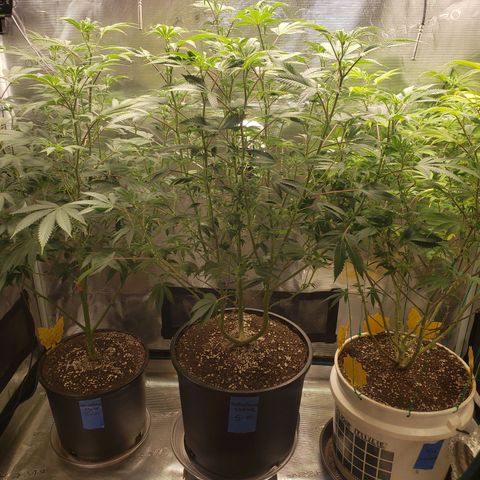Geloctane  growlog photo: Morning 
