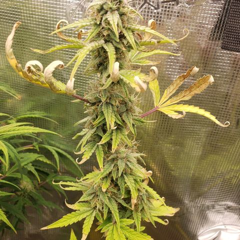 Geloctane  growlog photo: Getting closer 