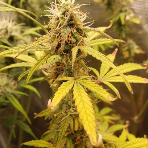 Geloctane  growlog photo: Getting closer 