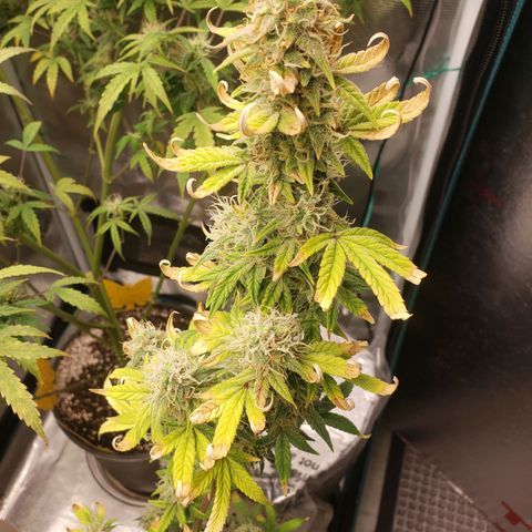 Geloctane  growlog photo: Getting closer 