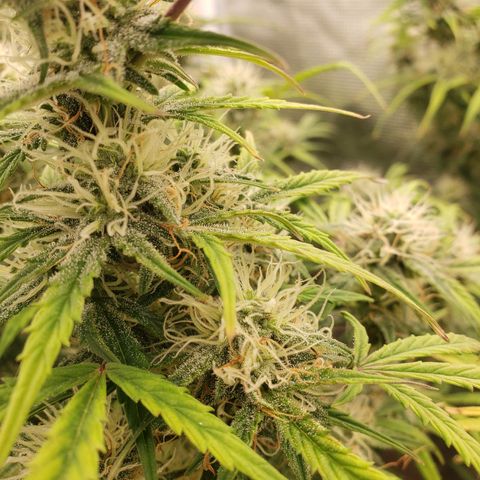 Geloctane  growlog photo: Getting closer 