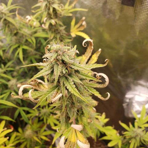 Geloctane  growlog photo: Getting closer 
