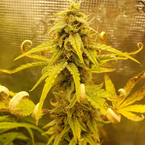 Geloctane  growlog photo: Getting closer 