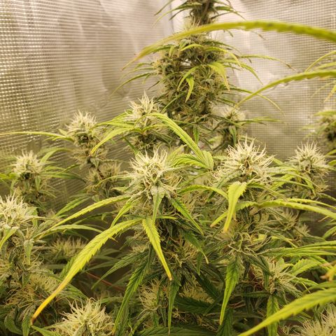 Geloctane  growlog photo: Getting closer 