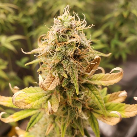 Geloctane  growlog photo: Getting closer 