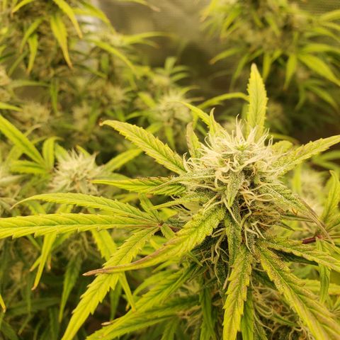 Geloctane  growlog photo: Getting closer 