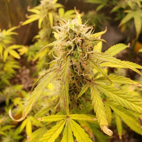 Geloctane  growlog photo: Getting closer 