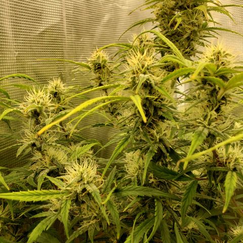 Geloctane  growlog photo: Khalifa Kush stacked nicely 