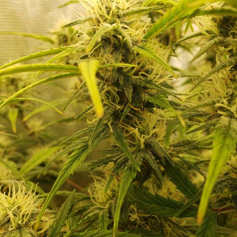 Geloctane  growlog photo: Khalifa Kush stacked nicely 