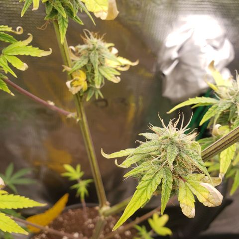 Geloctane  growlog photo: Khalifa Kush stacked nicely 
