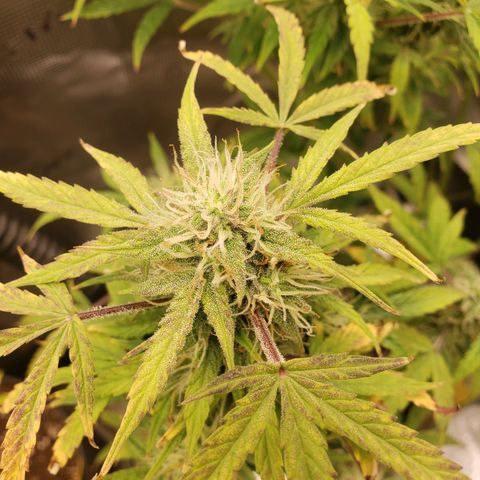 Geloctane  growlog photo: Khalifa Kush stacked nicely 