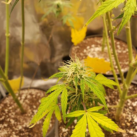 Geloctane  growlog photo: Khalifa Kush stacked nicely 