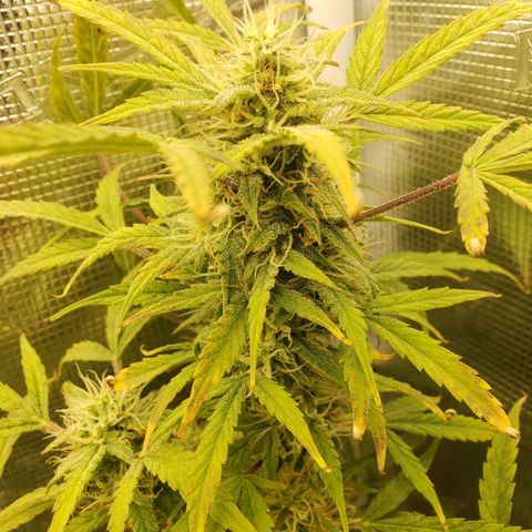 Geloctane  growlog photo: Khalifa Kush stacked nicely 