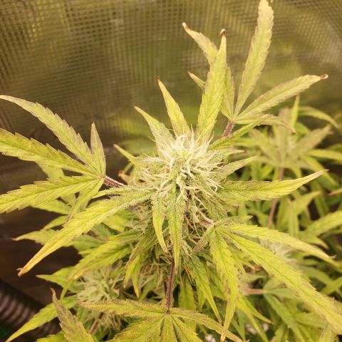 Geloctane  growlog photo: Khalifa Kush stacked nicely 