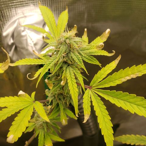 Geloctane  growlog photo: Khalifa Kush stacked nicely 