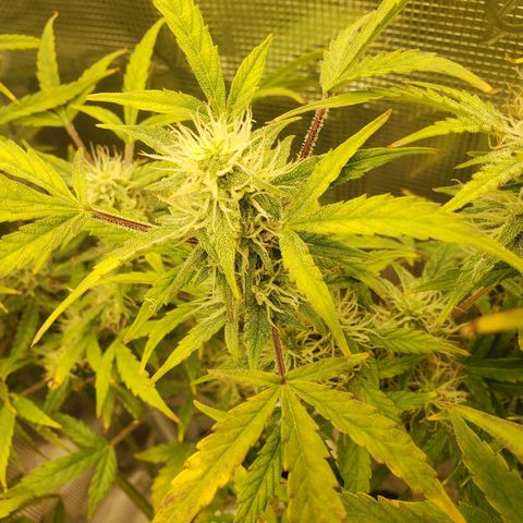Geloctane  growlog photo: Khalifa Kush stacked nicely 