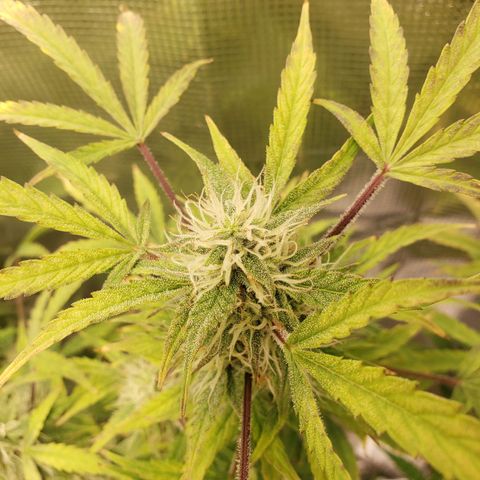 Geloctane  growlog photo: Khalifa Kush stacked nicely 